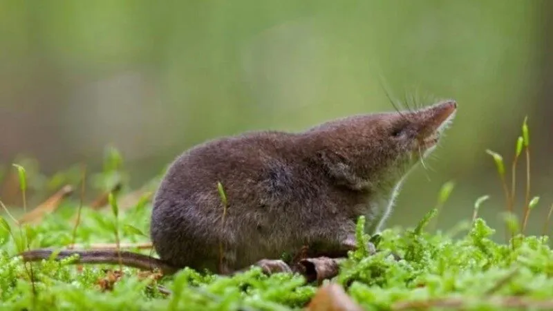 Nằm mơ thấy chuột chũi dự báo điềm xấu