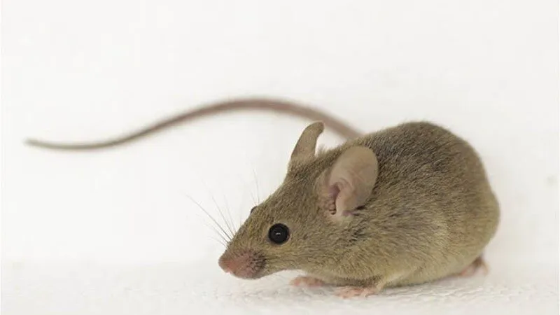 Nằm mơ thấy chuột nhắt nhắc nhở bạn chú ý đến công việc